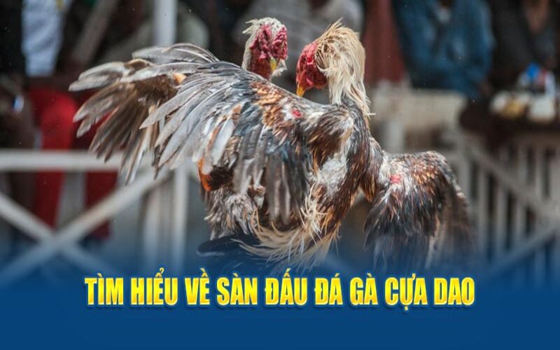 Đá gà cựa dao giới thiệu