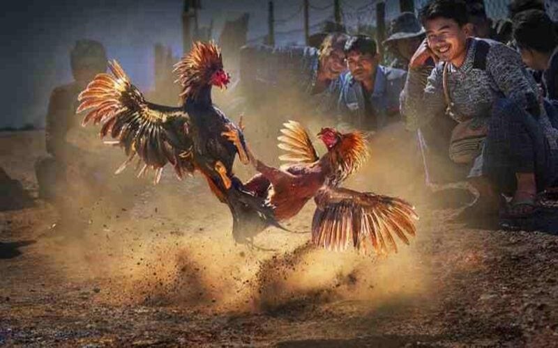 Đá gà cựa dao giống gà
