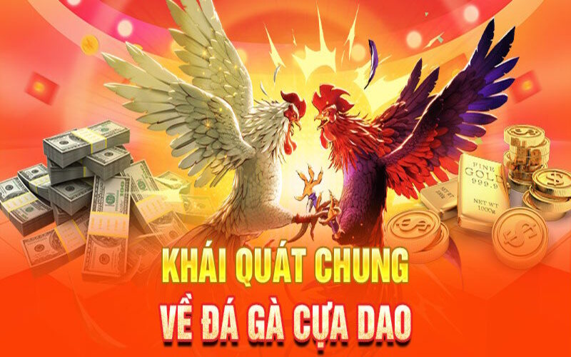 Đá gà cựa dao