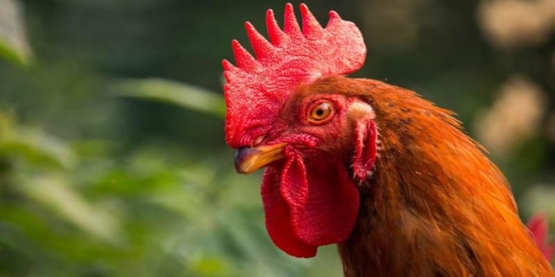 Xem tướng gà chọi mặt